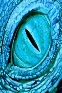 Cover of Transmigrated Dragon