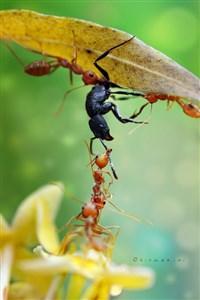 Cover of Ant in Magic World.