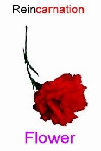 Cover of Reincarnation Flower