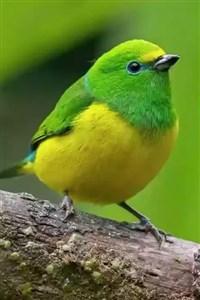 Cover of Not your average Bird