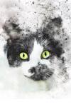 Cover of So I'm a cat, what now?