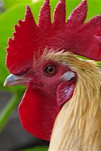 Cover of Aw Cluck