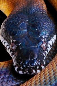 Cover of A Serpentine Tale {Dropped}
