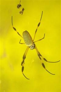 Cover of Re:Spider